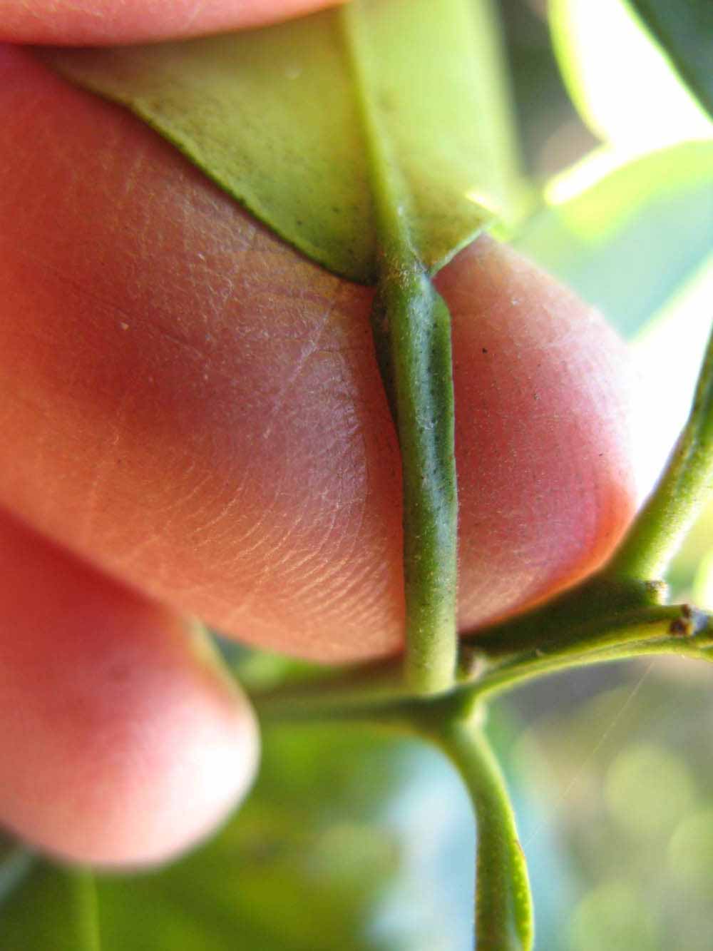              Petiole (Winter Haven, FL)       